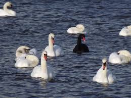 One black swan and many white swans in lake