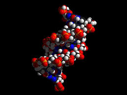 Human DNA helix