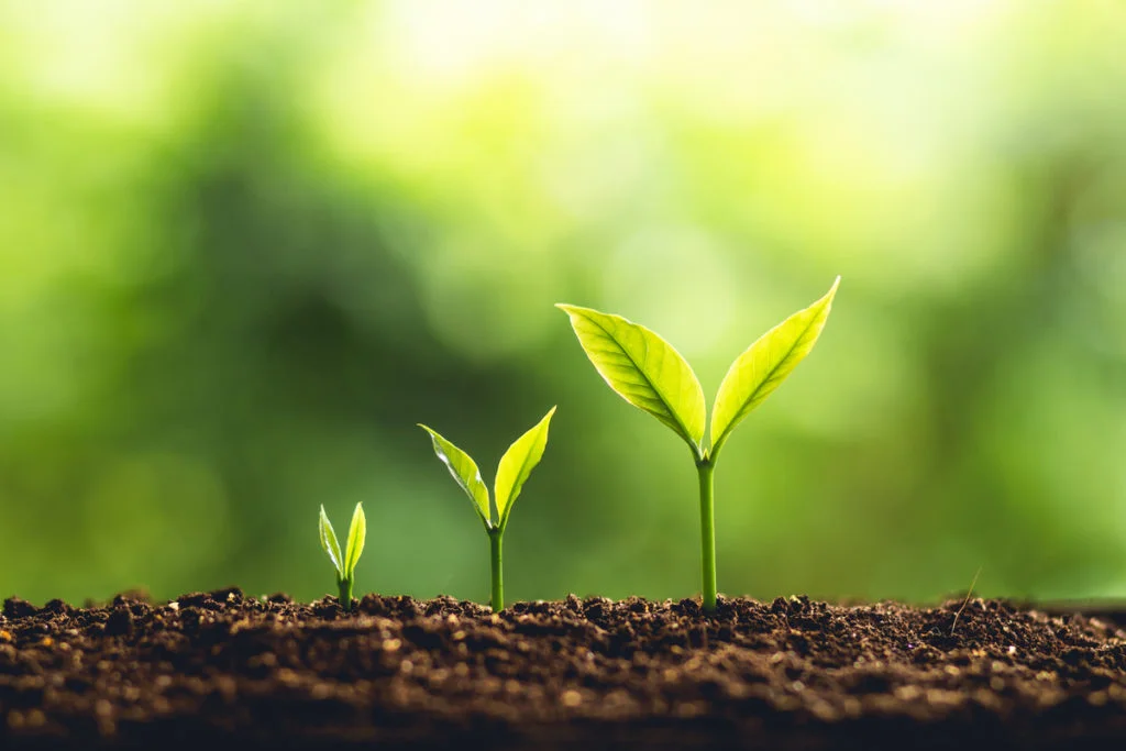 DataIQ Leaders briefing - Developing the next generation of data leader 4 Growing plants.jpg
