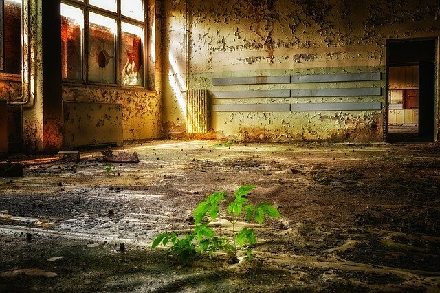 Green shoots