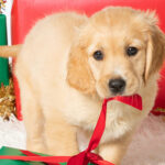 guide-dogs-for-the-blind-side-by-side-with-digital-and-data