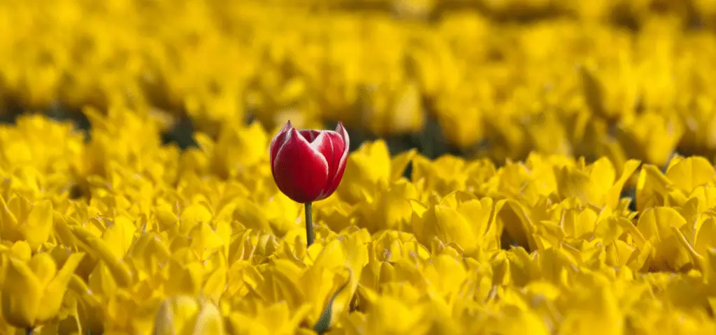 Leadership to Win Sponsorship