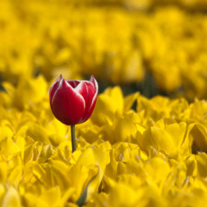 More than Data: Key Leadership Skills to Win Sponsorship