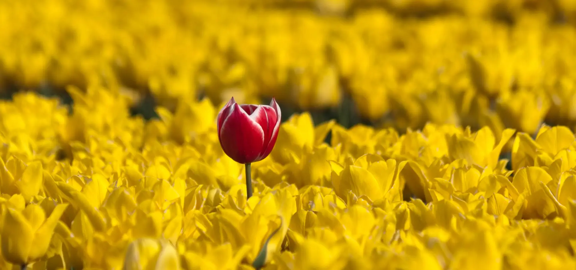 Leadership to Win Sponsorship