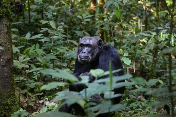 chimpanzee forest uganda Thumb