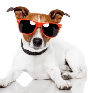 Pets at Home top dog for customer and CRM success