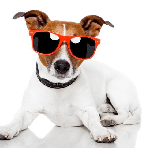 pets-at-home-top-dog-for-customer-and-crm-success