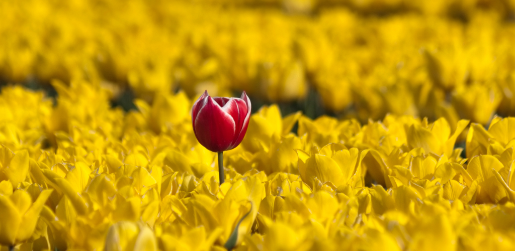 Leadership to Win Sponsorship