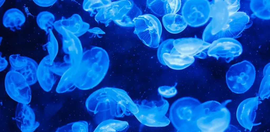 The Next Generation Data and AI Leader: From Hype to Hard Value