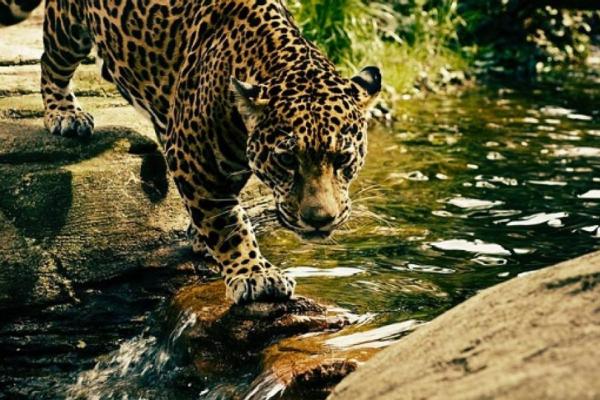leopard Thumb